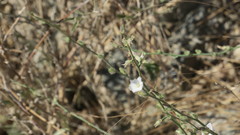 Convolvulus prostratus
