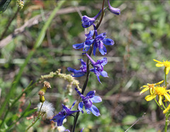 Delphinium carolinianum