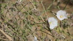 Convolvulus virgatus