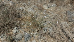 Convolvulus prostratus