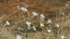 Convolvulus virgatus