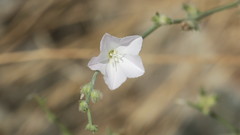 Convolvulus prostratus