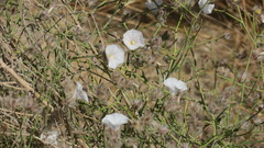 Convolvulus virgatus