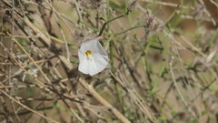 Convolvulus virgatus