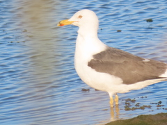 Larus michahellis michahellis
