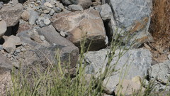 Euphorbia larica