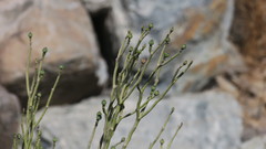 Euphorbia larica