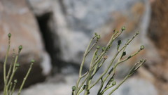 Euphorbia larica