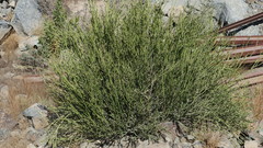 Euphorbia larica