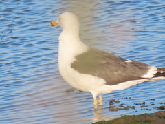 Larus michahellis michahellis