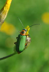 Stenodera puncticollis