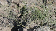 Zygophyllum indicum