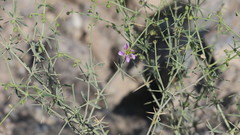 Zygophyllum indicum