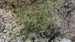 Zygophyllum indicum