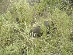 Thryonomys swinderianus