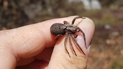 Alopecosa inquilina