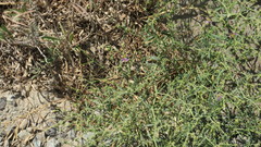 Zygophyllum indicum