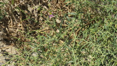 Zygophyllum indicum