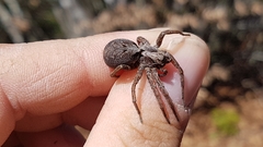 Alopecosa inquilina