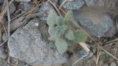 Forsskaolea tenacissima