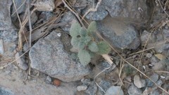 Forsskaolea tenacissima