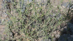Zygophyllum indicum