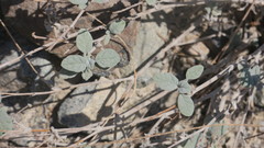 Heliotropium calcareum