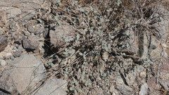 Heliotropium calcareum