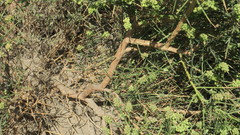 Ochradenus arabicus