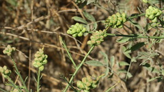 Ochradenus arabicus