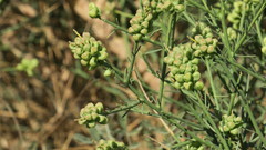 Ochradenus arabicus