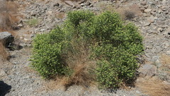 Ochradenus arabicus