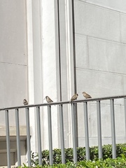 Passer domesticus