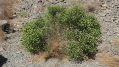 Ochradenus arabicus