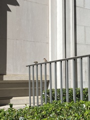 Passer domesticus