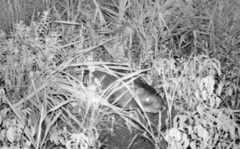 Thryonomys swinderianus