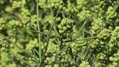 Ochradenus arabicus
