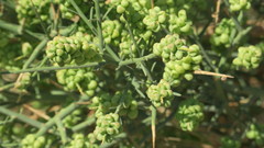 Ochradenus arabicus