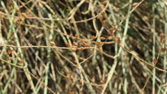 Ochradenus aucheri