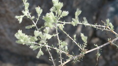 Plocama aucheri