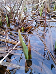 Iris pseudacorus