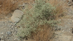 Plocama aucheri