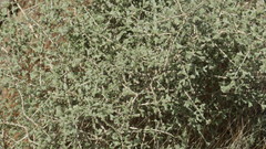 Plocama aucheri