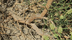 Ochradenus arabicus