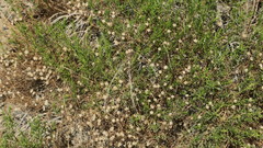 Pulicaria glutinosa