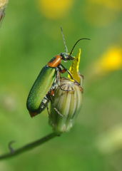 Stenodera puncticollis