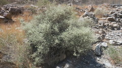 Plocama aucheri