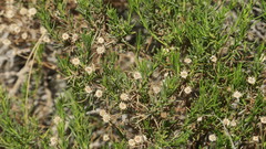 Pulicaria glutinosa