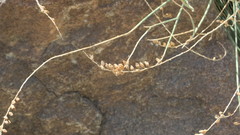 Ochradenus aucheri