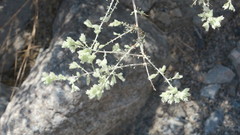 Plocama aucheri